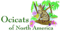 Ocicats of North America